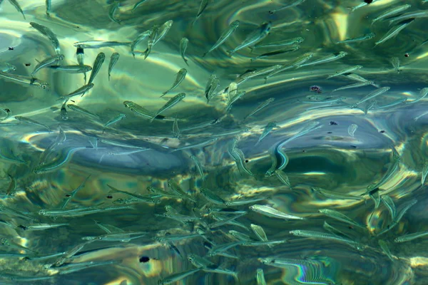 Pequeños Peces Coloridos Nadan Estanque Agua Dulce Tel Aviv —  Fotos de Stock