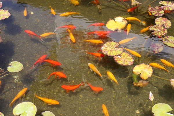 Pequeños Peces Coloridos Nadan Estanque Agua Dulce Tel Aviv — Foto de Stock