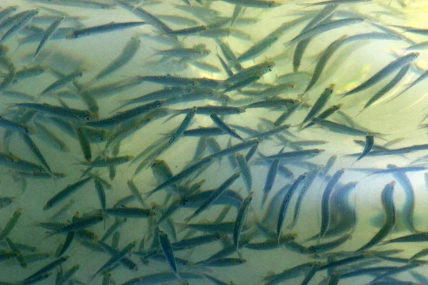 小さなカラフルな魚はテルアビブの淡水池で泳ぐ — ストック写真