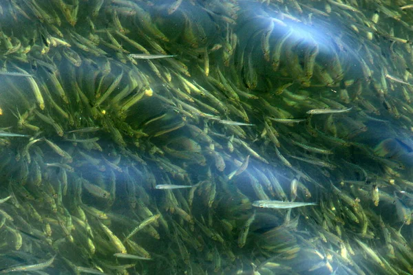 Pequeños Peces Coloridos Nadan Estanque Agua Dulce Tel Aviv — Foto de Stock