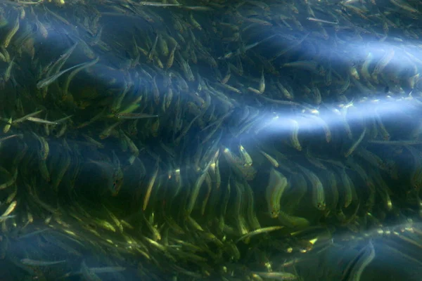 小さなカラフルな魚はテルアビブの淡水池で泳ぐ — ストック写真