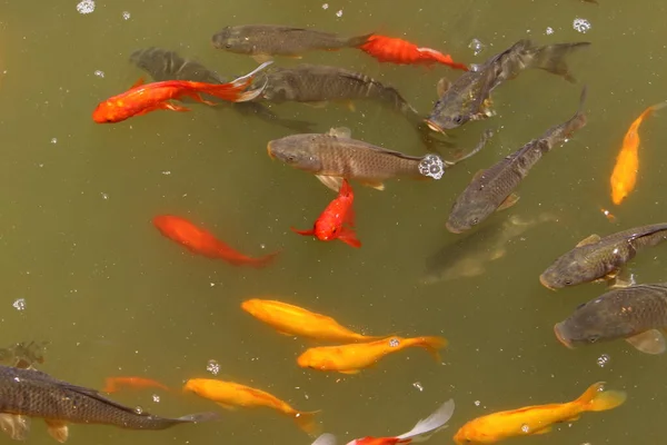 小さなカラフルな魚はテルアビブの淡水池で泳ぐ — ストック写真