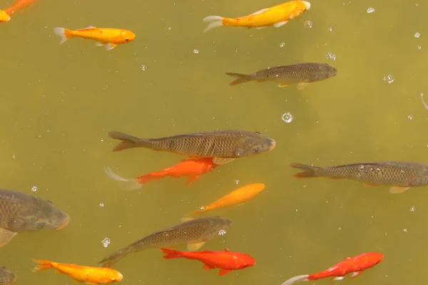 小さなカラフルな魚はテルアビブの淡水池で泳ぐ — ストック写真