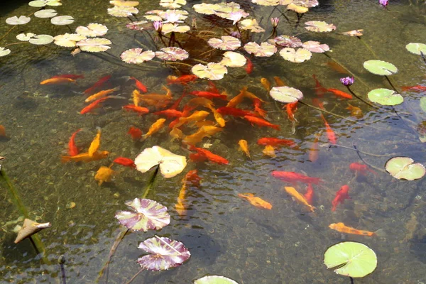 Pequenos Peixes Coloridos Nadam Uma Lagoa Água Doce Tel Aviv — Fotografia de Stock
