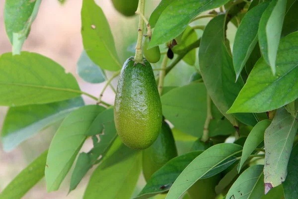 Aguacates Verdes Cuelgan Árbol Parque Ciudad Norte Israel — Foto de Stock