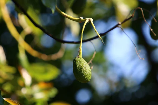 Green Avocados Hang Tree City Park Northern Israel — Stock Photo, Image