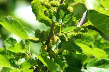 Şehir parkındaki bir ağaçta olgun dutlar asılı duruyor. İsrail 'de sıcak yaz. 