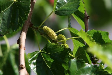 Şehir parkındaki bir ağaçta olgun dutlar asılı duruyor. İsrail 'de sıcak yaz. 