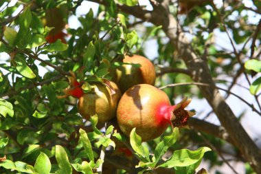 Dalların üzerinde nar ağacının meyveleri ve çiçekleri var. İsrail 'de sıcak yaz 