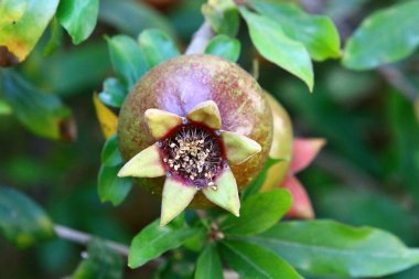 Dalların üzerinde nar ağacının meyveleri ve çiçekleri var. İsrail 'de sıcak yaz 