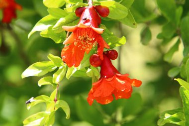 Dalların üzerinde nar ağacının meyveleri ve çiçekleri var. İsrail 'de sıcak yaz 