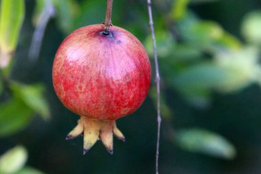 Dalların üzerinde nar ağacının meyveleri ve çiçekleri var. İsrail 'de sıcak yaz 