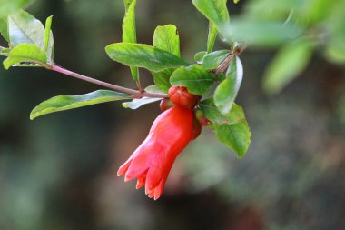 Dalların üzerinde nar ağacının meyveleri ve çiçekleri var. İsrail 'de sıcak yaz 