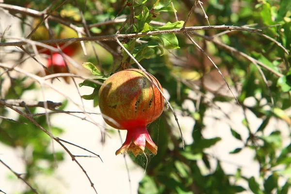 Sui Rami Sono Frutti Fiori Del Melograno Estate Calda Israele — Foto Stock
