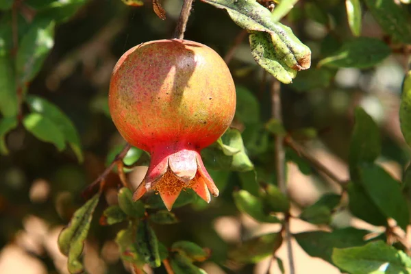 Sui Rami Sono Frutti Fiori Del Melograno Estate Calda Israele — Foto Stock