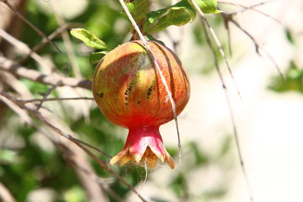 Sui Rami Sono Frutti Fiori Del Melograno Estate Calda Israele — Foto Stock