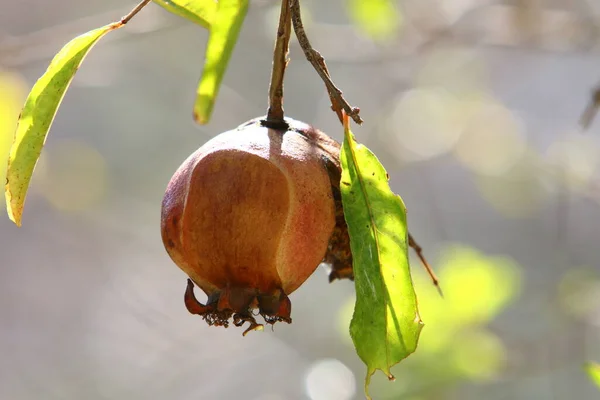 Sur Les Branches Trouvent Les Fruits Les Fleurs Grenadier Été — Photo