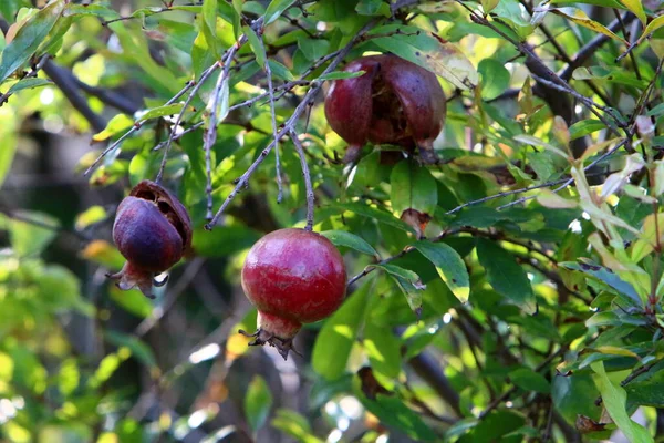 곳에는 석류와 있노라 이스라엘의 — 스톡 사진