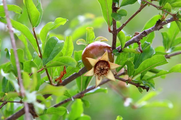 Takken Staan Vruchten Bloemen Van Granaatappelboom Hete Zomer Israël — Stockfoto