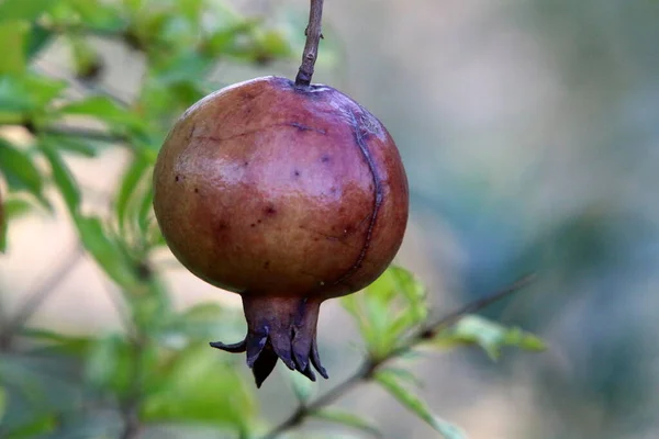 Nos Ramos Estão Frutos Flores Romã Verão Quente Israel — Fotografia de Stock