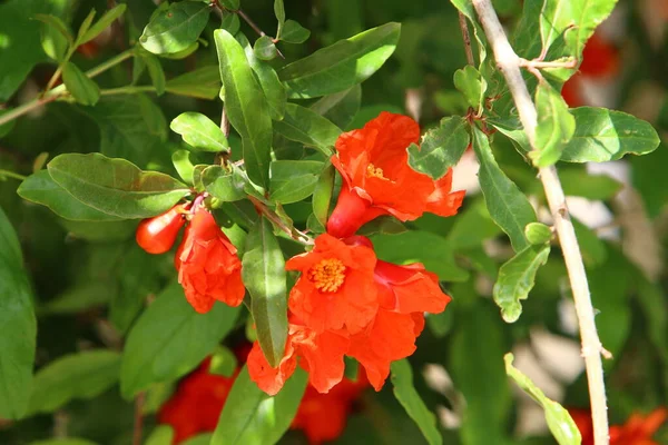 Gałęziach Znajdują Się Owoce Kwiaty Drzewa Granatowego Gorące Lato Izraelu — Zdjęcie stockowe