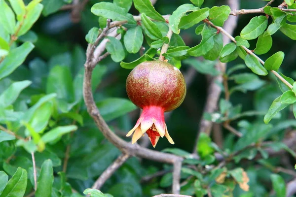 Sui Rami Sono Frutti Fiori Del Melograno Estate Calda Israele — Foto Stock