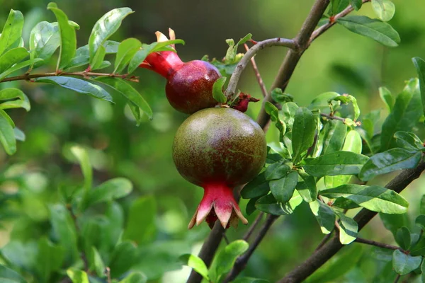 Sui Rami Sono Frutti Fiori Del Melograno Estate Calda Israele — Foto Stock