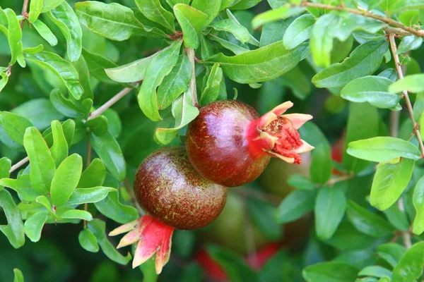 Sur Les Branches Trouvent Les Fruits Les Fleurs Grenadier Été — Photo