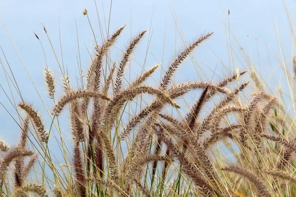 Espiguillas Planta Ornamental Pennisetum Parque Urbano Norte Israel —  Fotos de Stock