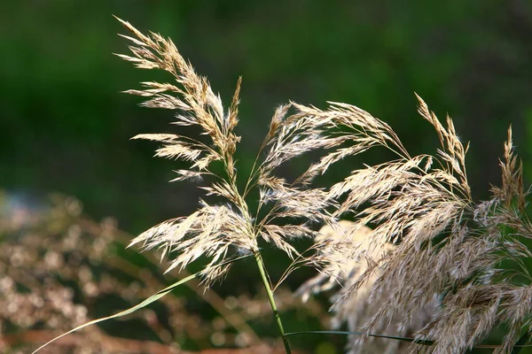 Spikeletten Van Sierplant Pennisetum Een Stadspark Noord Israël — Stockfoto