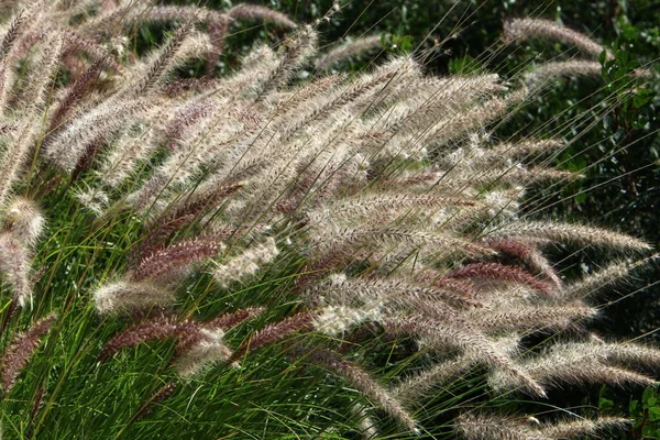 Spikeletten Van Sierplant Pennisetum Een Stadspark Noord Israël — Stockfoto