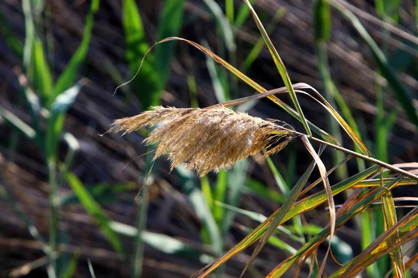 Espiguillas Planta Ornamental Pennisetum Parque Urbano Norte Israel —  Fotos de Stock