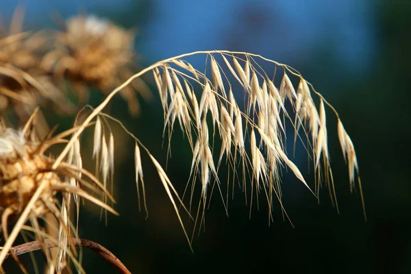 Spikelety Rośliny Ozdobnej Pennisetum Parku Miejskim Północnym Izraelu — Zdjęcie stockowe