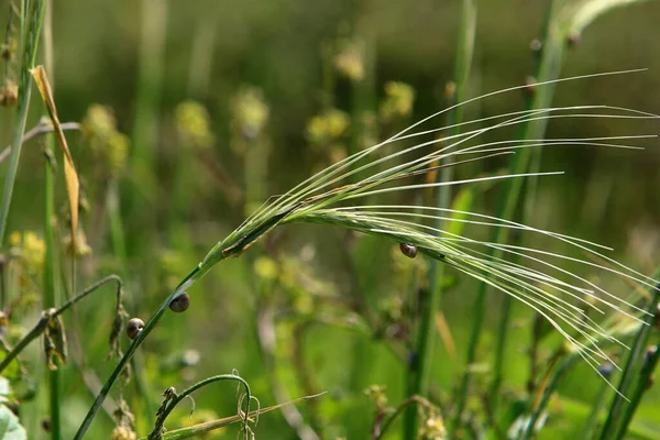 Stacheln Der Zierpflanze Pennisetum Einem Stadtpark Norden Israels — Stockfoto