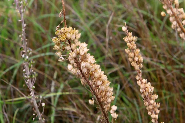 Spille Della Pianta Ornamentale Pennisetum Parco Cittadino Nel Nord Israele — Foto Stock