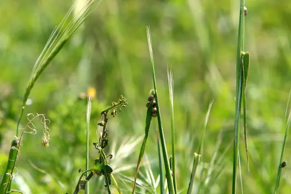 Spikelets Ornamental Plant Pennisetum City Park Northern Israel — Stock Photo, Image