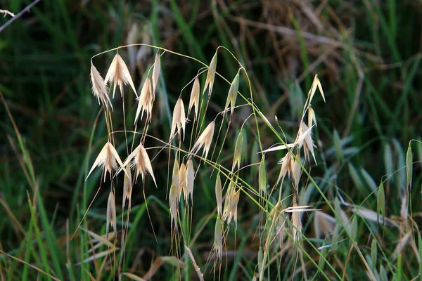 Колоски Декоративного Растения Pennisetum Городском Парке Севере Израиля — стоковое фото