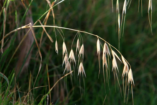 Spikelety Rośliny Ozdobnej Pennisetum Parku Miejskim Północnym Izraelu — Zdjęcie stockowe