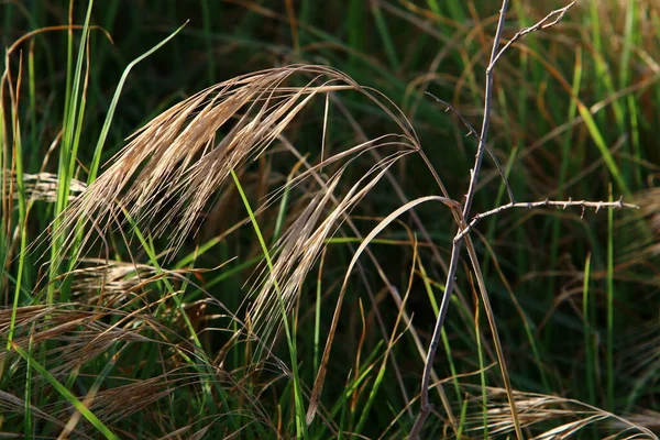 Spikeletten Van Sierplant Pennisetum Een Stadspark Noord Israël — Stockfoto