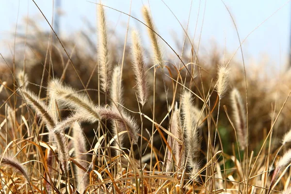 Spille Della Pianta Ornamentale Pennisetum Parco Cittadino Nel Nord Israele — Foto Stock