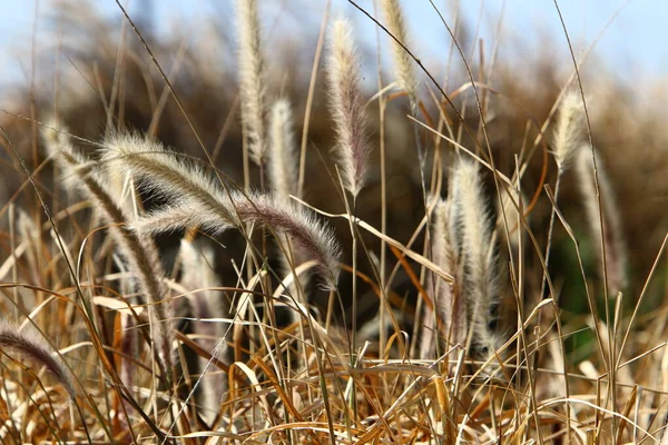 Espiguillas Planta Ornamental Pennisetum Parque Urbano Norte Israel — Foto de Stock