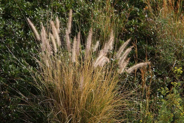 北イスラエルの都市公園内の観賞植物ペニセトゥムの小花 — ストック写真