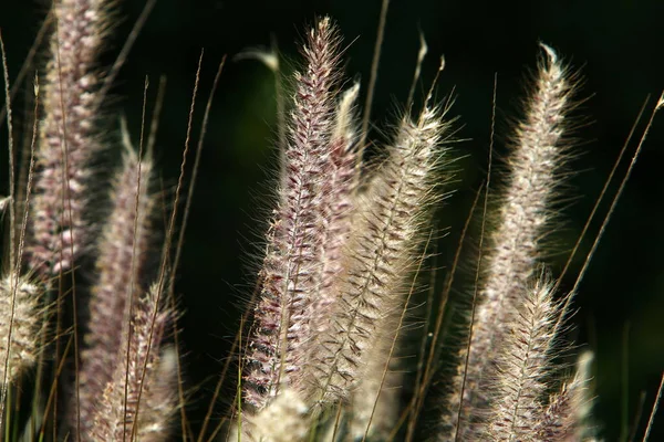 Колоски Декоративного Растения Pennisetum Городском Парке Севере Израиля — стоковое фото