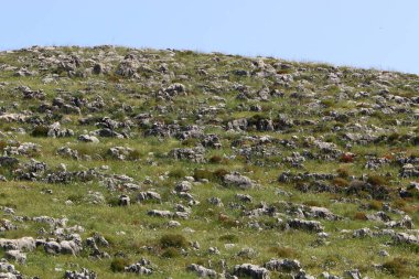 İsrail 'in kuzeyindeki dağların manzarası. İsrail 'deki Golan Tepeleri manzarası. 