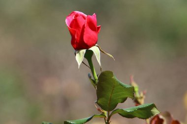 Şehir parkında çay serpintisi. İsrail 'de sıcak yaz. 