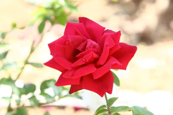 Tee Stieg Aus Nächster Nähe Stadtpark Auf Heißer Sommer Israel — Stockfoto