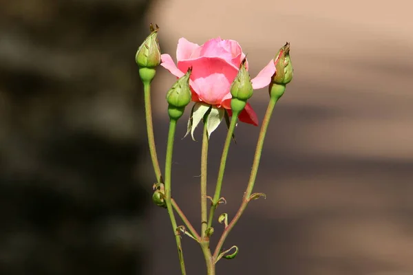 Tea Rosa Primo Piano Nel Parco Della Città Estate Calda — Foto Stock