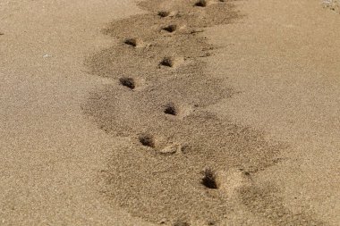 İsrail 'in kuzeyindeki Akdeniz kıyılarındaki kumlarda ayak izleri. İsrail 'de sıcak yaz. 