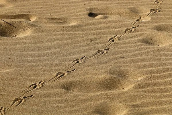 Voetafdrukken Het Zand Aan Oevers Van Middellandse Zee Het Noorden — Stockfoto