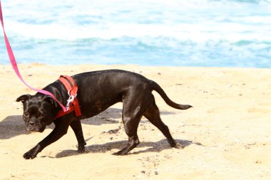 İsrail 'de Akdeniz' de şehir parkında yürüyüşe çıkan bir köpek. 